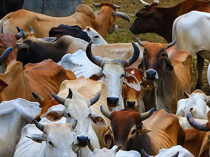 gau