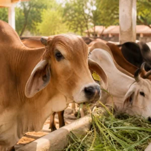 Cow Donation